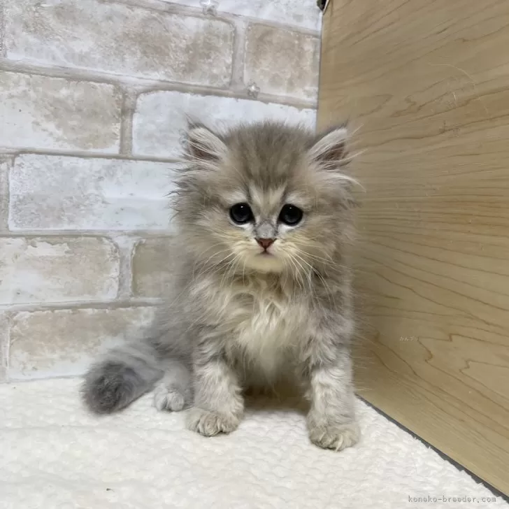 ID:2409-02949の子猫