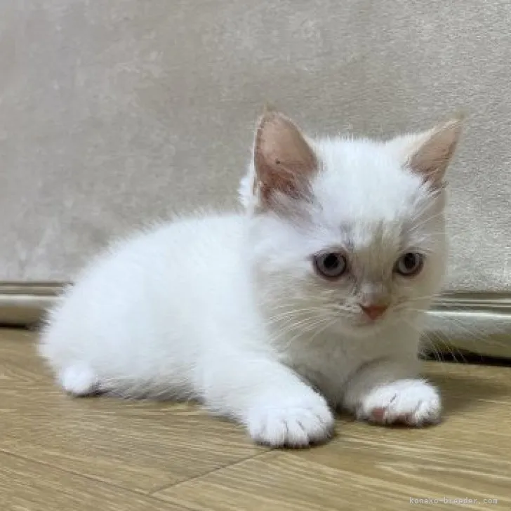 ID：2306-01135の子猫