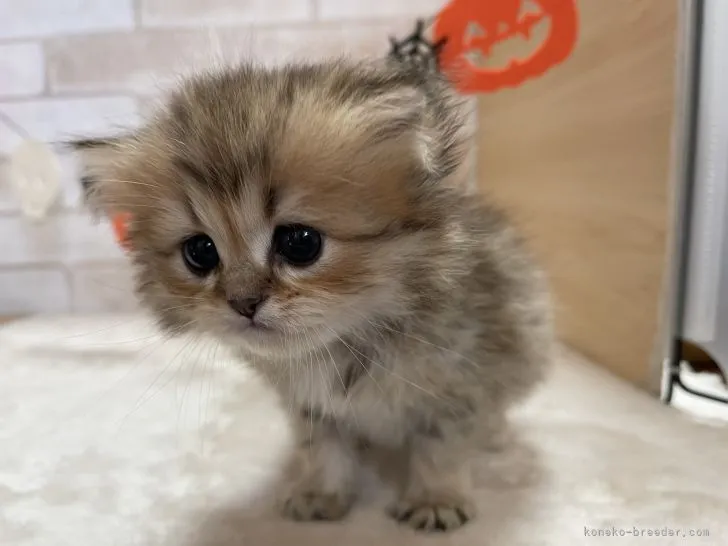 ID：2110-00463の子猫