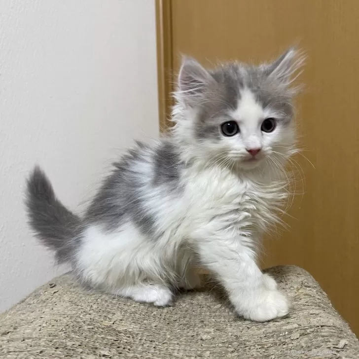 ID：2406-02537の子猫