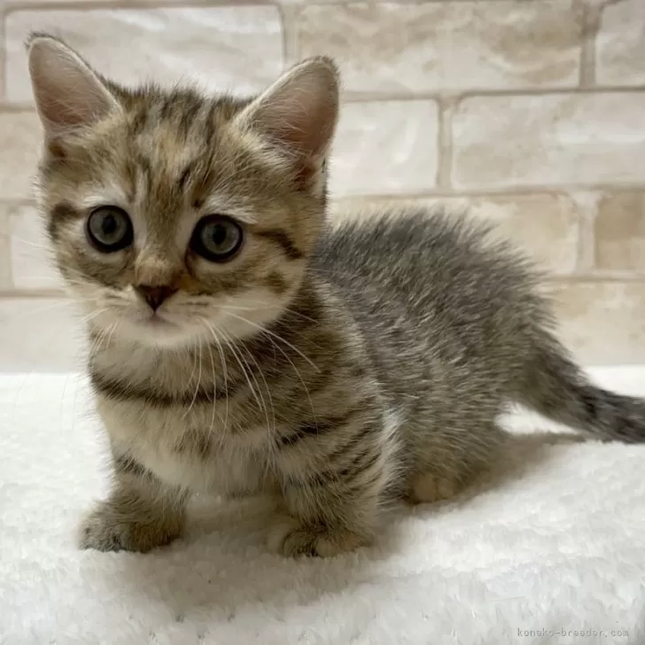 K.T 様のお迎えした子猫