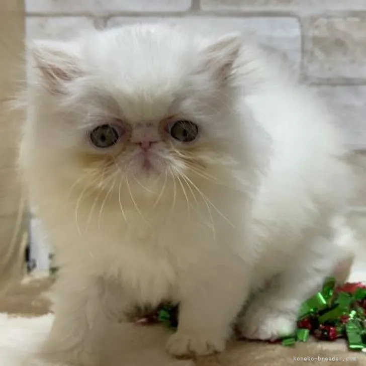 ID：2211-01914の子猫