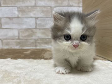 マンチカン(短足)【愛知県・女の子・2022年4月27日・ブルー&ホワイト（ロングヘアー）】の写真「短足の女の子🐌」