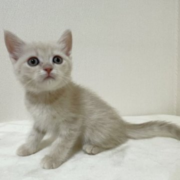 マンチカン(長足)【愛知県・男の子・2023年6月20日・クリームタビー】の写真「タレ目の長足ちゃん💕17日までの販売です。」