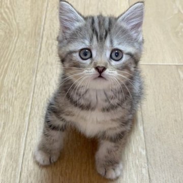 マンチカン(長足)【愛知県・女の子・2023年7月7日・ブラウンパッチドタビー】の写真「長足ちゃん💕」
