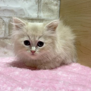 ミヌエット(長足)【愛知県・男の子・2023年12月5日・クリーム】の写真「可愛い長足君💕」