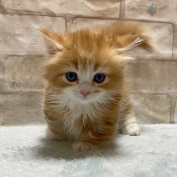 マンチカン(短足)【愛知県・男の子・2024年4月19日・レッドタビー&ホワイト】の写真「短足ちゃん💕」