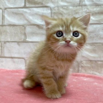 マンチカン(長足)【愛知県・男の子・2023年11月12日・レッドタビー】の写真「長足くん💕」