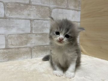 マンチカン(長足)【愛知県・女の子・2021年5月20日・ブルータビーホワイト（ロングヘアー）】の写真「まん丸お顔さん！」