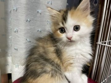 マンチカン(長足)【愛知県・女の子・2021年3月2日・ブラウンパッチドタビー&ホワイト（ロングヘアー）】の写真「可愛い女の子🌸」