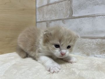 マンチカン(長足)【愛知県・男の子・2022年1月19日・クリーム&ホワイト（ロングヘアー）】の写真「可愛らしい長足の男の子。」