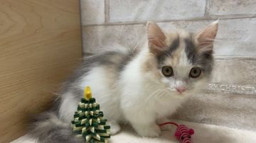 マンチカン(短足)【愛知県・女の子・2021年8月31日・ブルーパッチド&ホワイト（ロングヘアー）】の写真「可愛らしい短足の女の子🎄」