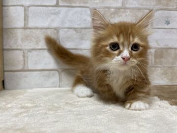 マンチカン(短足)【愛知県・男の子・2021年11月6日・レッドタビー（ロングヘアー）】の写真「おっとり極短の男の子🎍」