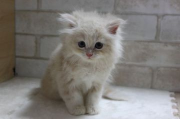 マンチカン(長足)【愛知県・男の子・2021年6月8日・クリーム&タビー（ロングヘアー）】の写真「可愛い男の子。」