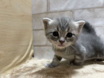 スコティッシュフォールド(立ち耳)【愛知県・男の子・2021年5月15日・ブルータビー&ホワイト】の写真「かわいい男の子。」