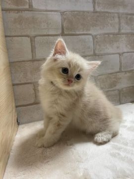 マンチカン(長足)【愛知県・男の子・2021年6月8日・クリーム&タビー（ロングヘアー）】の写真「可愛らしい男の子。」