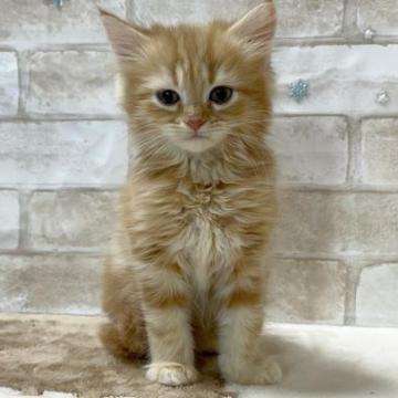 ミヌエット(長足)【愛知県・男の子・2022年11月2日・レッドタビー&ホワイト】の写真「長足の男の子🎍」