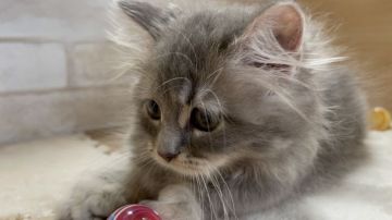 マンチカン(長足)【愛知県・女の子・2021年6月8日・ブルー&タビー（ロングヘアー）】の写真「まん丸おめめのおっとり女の子。」