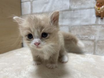 マンチカン(長足)【愛知県・男の子・2021年11月6日・クリームタビー&ホワイト（ロングヘアー）】の写真「可愛らしい長足の男の子🎄」