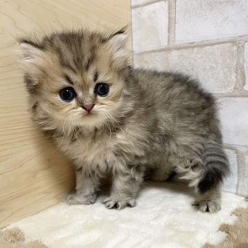 ペルシャ(チンチラ)【愛知県・男の子・2022年8月22日・シェーデッドゴールデン（ロングヘアー）】の写真「イケメン君。」