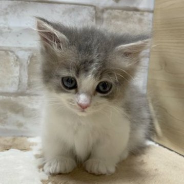 マンチカン(短足)【愛知県・女の子・2023年3月16日・ブルータビー&ホワイト】の写真「短足の女の子🌹」