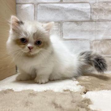 ミヌエット(短足)【愛知県・女の子・2022年11月10日・ブルークリームポイント&ホワイト】の写真「極短の女の子⛄️」