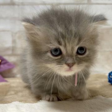 マンチカン(短足)【愛知県・女の子・2022年9月7日・ブルータビー&ホワイト（ロングヘアー）】の写真「極短の女の子🎃」