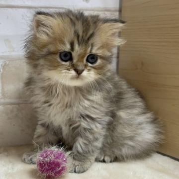 ペルシャ(チンチラ)【愛知県・男の子・2022年8月22日・シェーデッドゴールデン（ロングヘアー）】の写真「ハンサム君。」