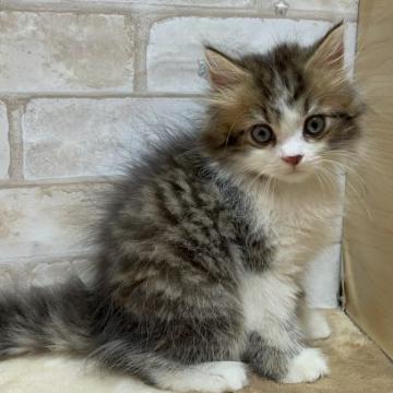 マンチカン(長足)【愛知県・男の子・2022年4月27日・ブラウンタビーホワイト（ロングヘアー）】の写真「まったり長足の男の子🐌」