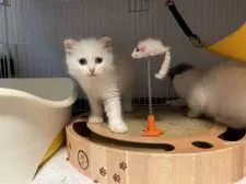 スコティッシュフォールド(立ち耳)【愛知県・男の子・2021年5月15日・クリームポイント】の写真1「7月11日までの期間限定。」