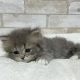 ミヌエット(長足)【愛知県・男の子・2022年10月11日・ブルータビー&ホワイト】の写真1