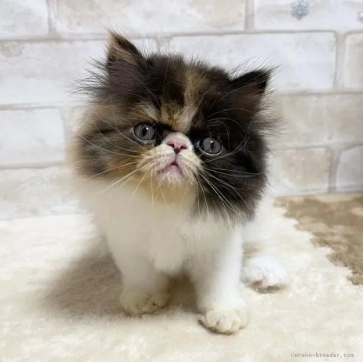 ID：2208-01216の子猫