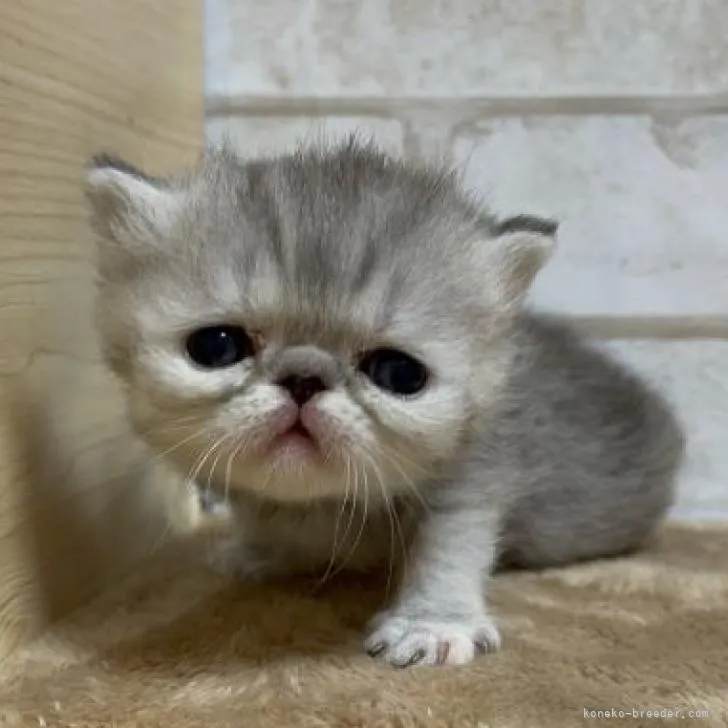 ID：2208-01217の子猫