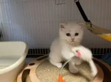スコティッシュフォールド(立ち耳)【愛知県・男の子・2021年5月15日・クリームポイント】の写真2