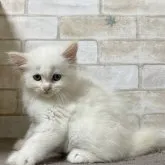 マンチカン(長足)【愛知県・男の子・2023年5月5日・クリームポイント】の写真3