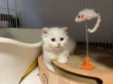 スコティッシュフォールド(立ち耳)【愛知県・男の子・2021年5月15日・クリームポイント】の写真3