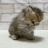 ペルシャ(チンチラ)【愛知県・女の子・2023年6月18日・シェーデットゴールデン】の写真5