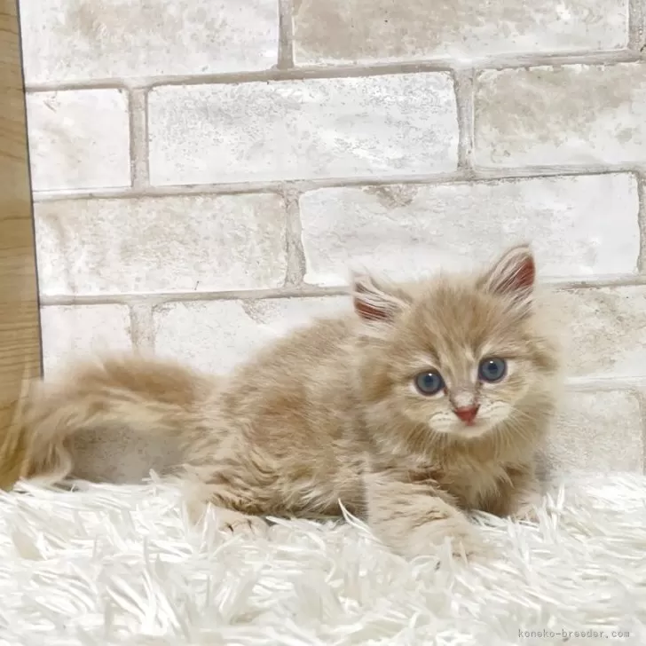 ID：2508-01336の子猫