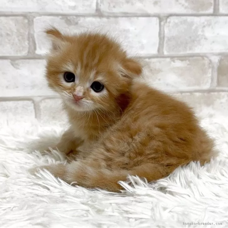 マンチカン(長足)【愛知県・男の子・2025年10月1日・レッドタビー】の写真1