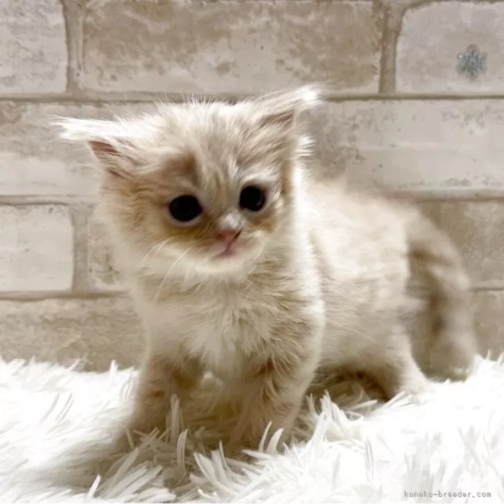 ミヌエット(長足)【愛知県・男の子・2025年11月30日・クリームタビー】の写真1