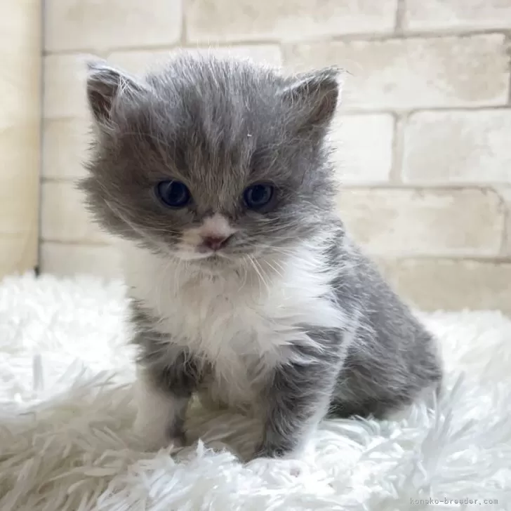 マンチカン(長足)【愛知県・男の子・2025年10月22日・ブルー&amp;ホワイト】の写真1