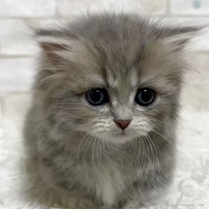 ID：2506-01400の子猫