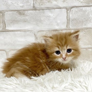 マンチカン(短足)【愛知県・男の子・2025年10月1日・レッドタビー&ホワイト（ロング）】の写真「短足ちゃん💕」