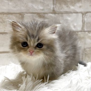 ミヌエット(短足)【愛知県・男の子・2025年11月30日・ブルータビー&ホワイト（ロング）】の写真「可愛い短足くん💕」