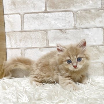マンチカン(長足)【愛知県・男の子・2025年7月8日・クリームタビー&ホワイト】の写真「可愛い長足ちゃん💕」