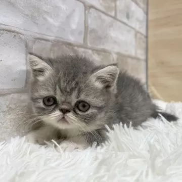 猫の顔 プラスチック製 ecff3d21e848130a4d6ad0589f8b81