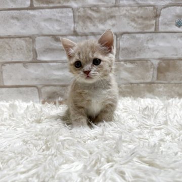 マンチカン(短足)【愛知県・女の子・2025年10月22日・クリーム&ホワイト（ショート）】の写真「クリーム短足女の子💕」