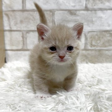 マンチカン(短足)【愛知県・女の子・2025年10月22日・クリーム&ホワイト（ショート）】の写真「クリーム短足女の子💕」