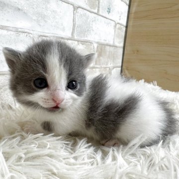 マンチカン(短足)【愛知県・男の子・2025年10月22日・ブルー&ホワイト（ショート）】の写真「ハチワレ短足ちゃん💕」