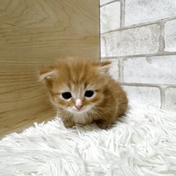 マンチカン(短足)【愛知県・男の子・2025年10月1日・レッドタビー&ホワイト(ロング)】の写真「短足ちゃん💕」